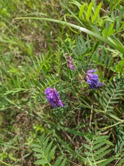 Vicia tenuifolia