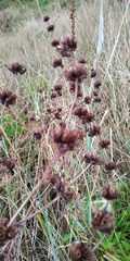 Phlomoides tuberosa