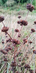Phlomoides tuberosa