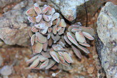 Crassula sericea