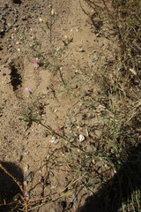 Centaurea arenaria
