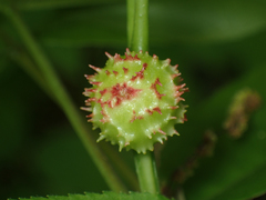 Phylloxera spinosa