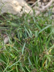 Cyperus fuscus