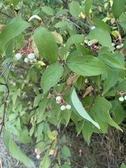 Cornus racemosa