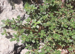 Portulaca oleracea