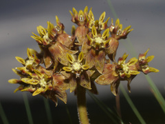 Asclepias macropus