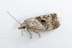 Cochylichroa arthuri
