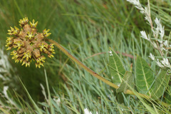 Asclepias macropus