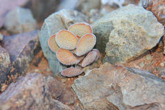 Crassula sericea