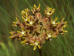 Asclepias macropus
