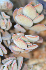 Crassula sericea