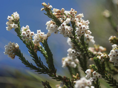 Erica thodei