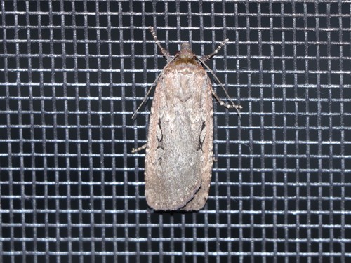 Clandestine Dart photo 6