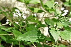 Ageratina altissima