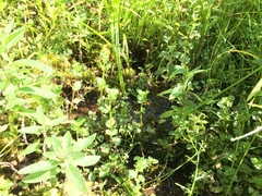 Erythranthe michiganensis