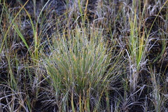 Trichophorum alpinum