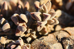 Crassula sericea sericea