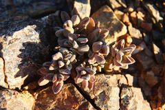 Crassula sericea sericea