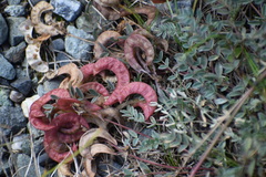 Astragalus nutzotinensis