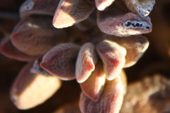 Crassula sericea sericea