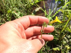 Erythranthe michiganensis