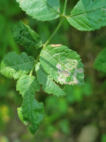 Stigmella rosaefoliella photo 4
