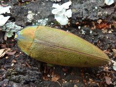 Steraspis