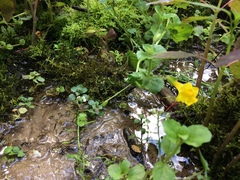 Erythranthe michiganensis