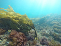 Eisenia arborea
