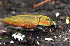Steraspis