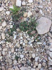 Euphorbia cinerascens