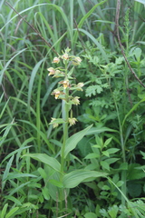 Epipactis thunbergii