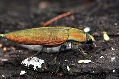 Steraspis