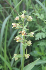 Epipactis thunbergii