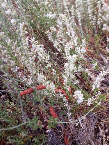 iNaturalist observation photo of Wright's buckwheat