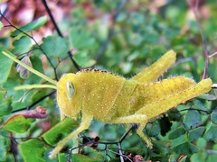 Acanthacris ruficornis