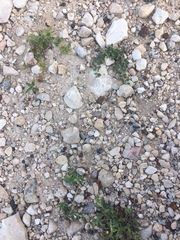 Euphorbia cinerascens