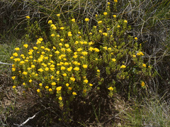 Helichrysum trilineatum