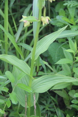 Epipactis thunbergii