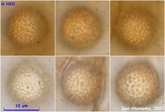 Plicariella flavovirens