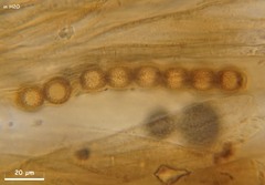 Plicariella flavovirens