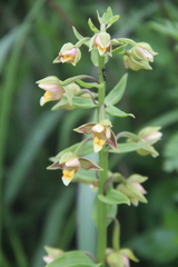 Epipactis thunbergii