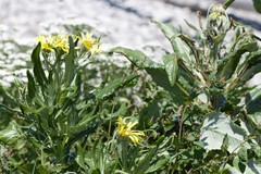 Senecio pseudoarnica