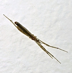 Styringomyia