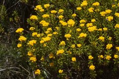 Helichrysum trilineatum