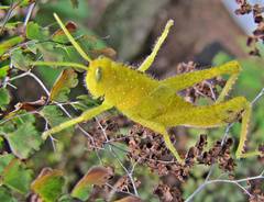 Acanthacris ruficornis