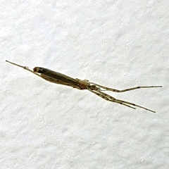 Styringomyia