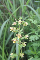 Epipactis thunbergii