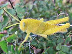 Acanthacris ruficornis