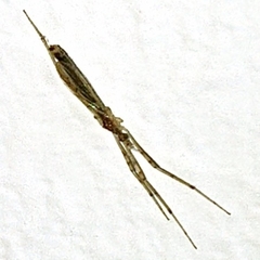 Styringomyia
